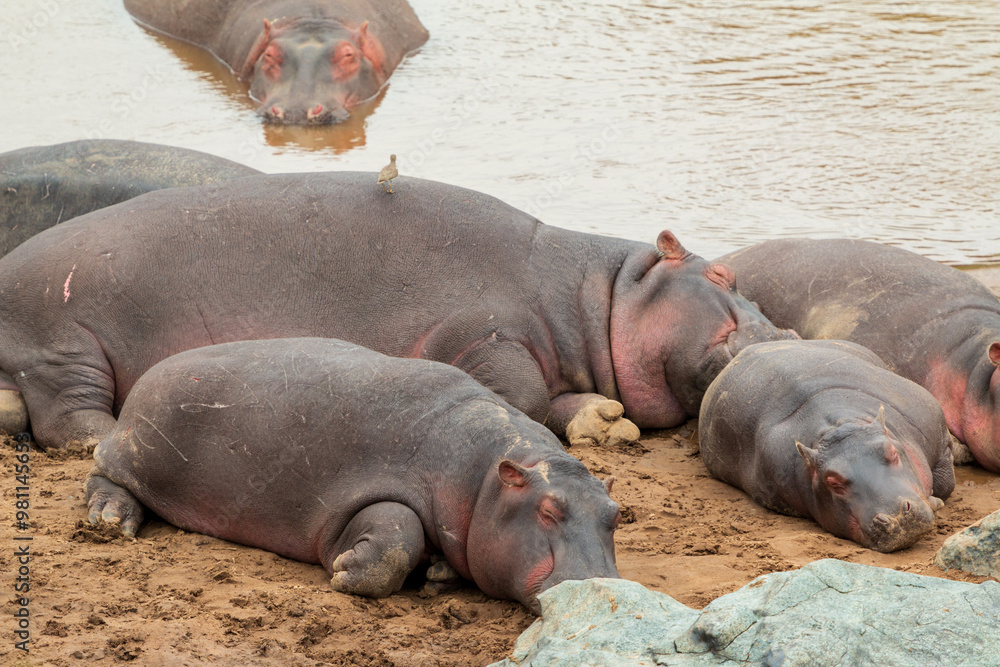 Hippos Sleeping on the Riverbank in Masai Mara, Kenya Hippos Sleeping on the Riverbank in Masai Mara, Kenya