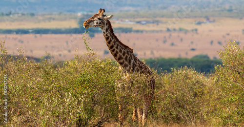 Masai Giraffe Eating Foliage in the Vast Masai Mara, Kenya