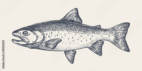 Salmon fish, seafood, sketch. Vintage retro print, seafood salmon fish sketch, sea life, ink pencil style drawing engrave old school sketch, hand drawn. Sketch artwork salmon fish. Vector Illustration
