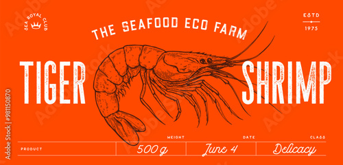 Shrimp, seafood, sketch. Vintage retro print, seafood shrimp prawn sketch, sea life, ink pencil style drawing, engrave old school sketch, hand drawn. Sketch artwork shrimp. Vector Illustration