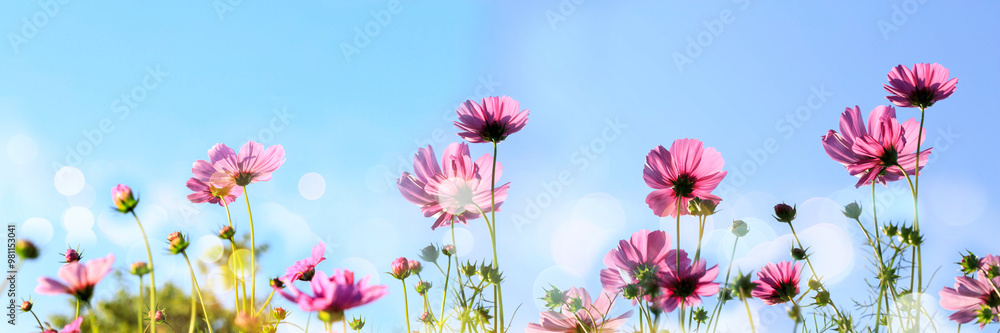 Cosmos flowers blooming panorama with sunset in the morning and bokeh in the garden.concept festival beautiful flower and love day. Cosmos flowers blooming panorama with sunset in the morning and bokeh in the garden.concept festival beautiful flower and love day.