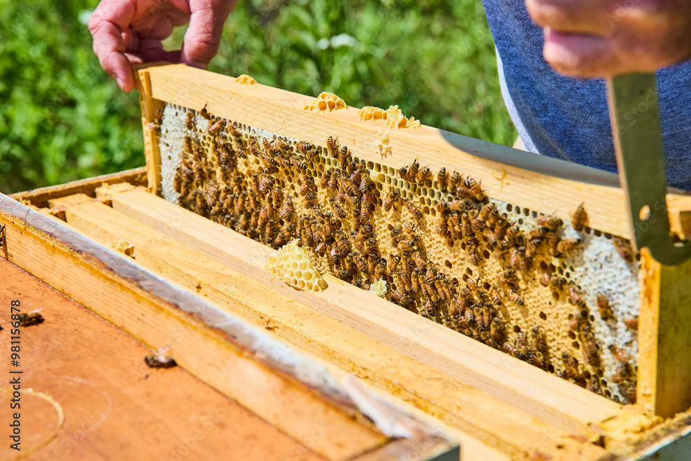Beekeeper Inspects Hive Frame with Busy Honeybees Eye-Level View Beekeeper Inspects Hive Frame with Busy Honeybees Eye-Level View