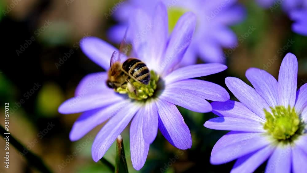 Close-up of a Honeybee on a Violet Flower
Close-up of a Honeybee on a Violet Flower