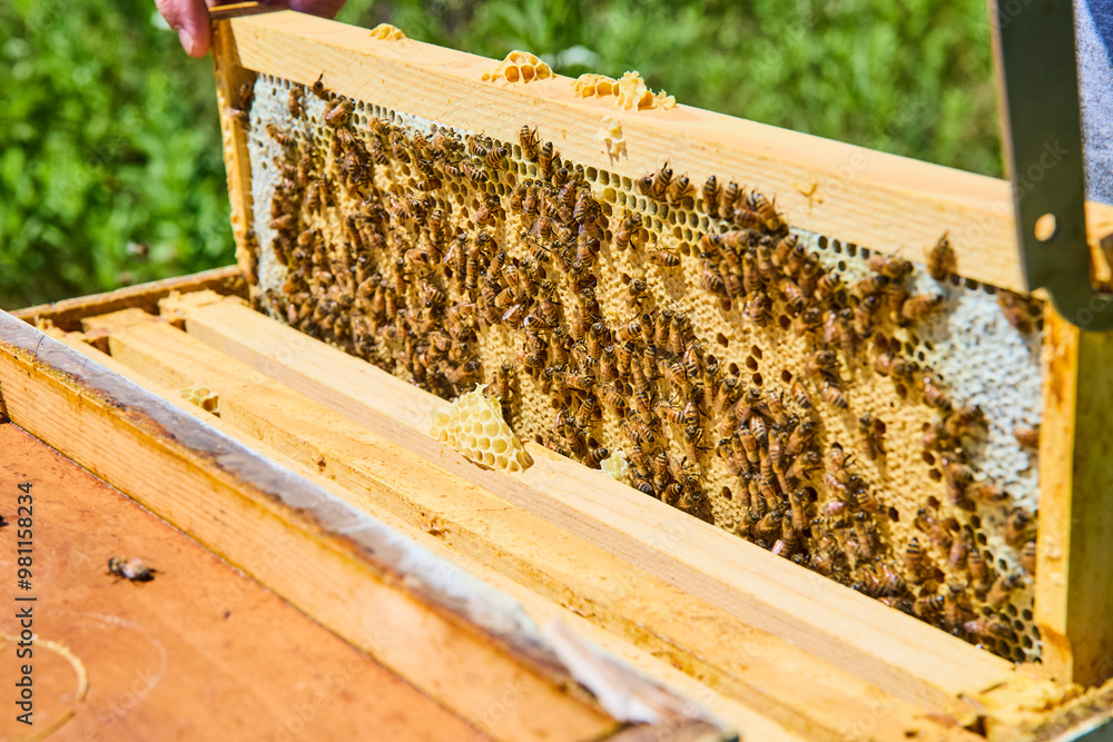 Busy Bees on Honeycomb Frame Close-Up Motion Busy Bees on Honeycomb Frame Close-Up Motion