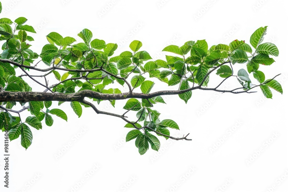 Green leaves on tree branch Green leaves on tree branch