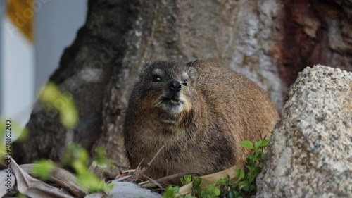 Rock hyrax eating leaves among the greenery, close up. Wild dassie animal in natural habitat. Cape Peninsula with specific fauna and flora. South Africa mammal animals. Wild life nature. Cute animals