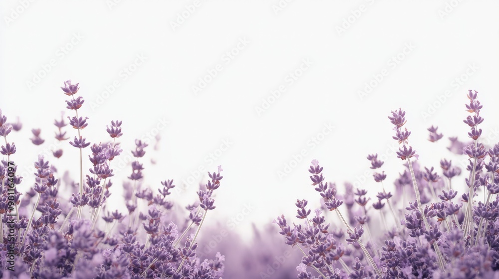 Beautiful lavender field in full bloom against a white sky. Serene and calming nature scene perfect for relaxation and wellness themes. Beautiful lavender field in full bloom against a white sky. Serene and calming nature scene perfect for relaxation and wellness themes.