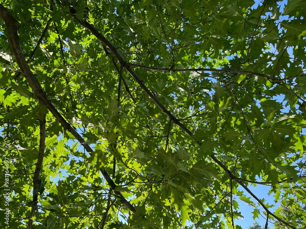 Fototapeta premium green leaves against blue sky, summer scene image 