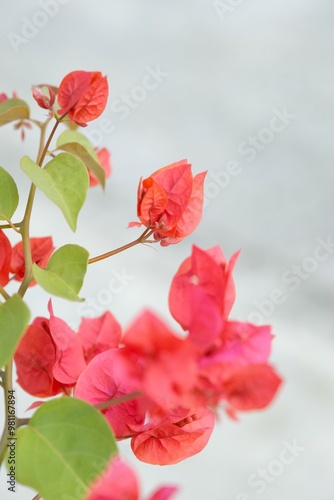 Isolated Paperflower or Bougainvillea gabra in garden. Head on shot with free space for design, mock up or wallpaper. Bunga bougenville, kembang kertas photo