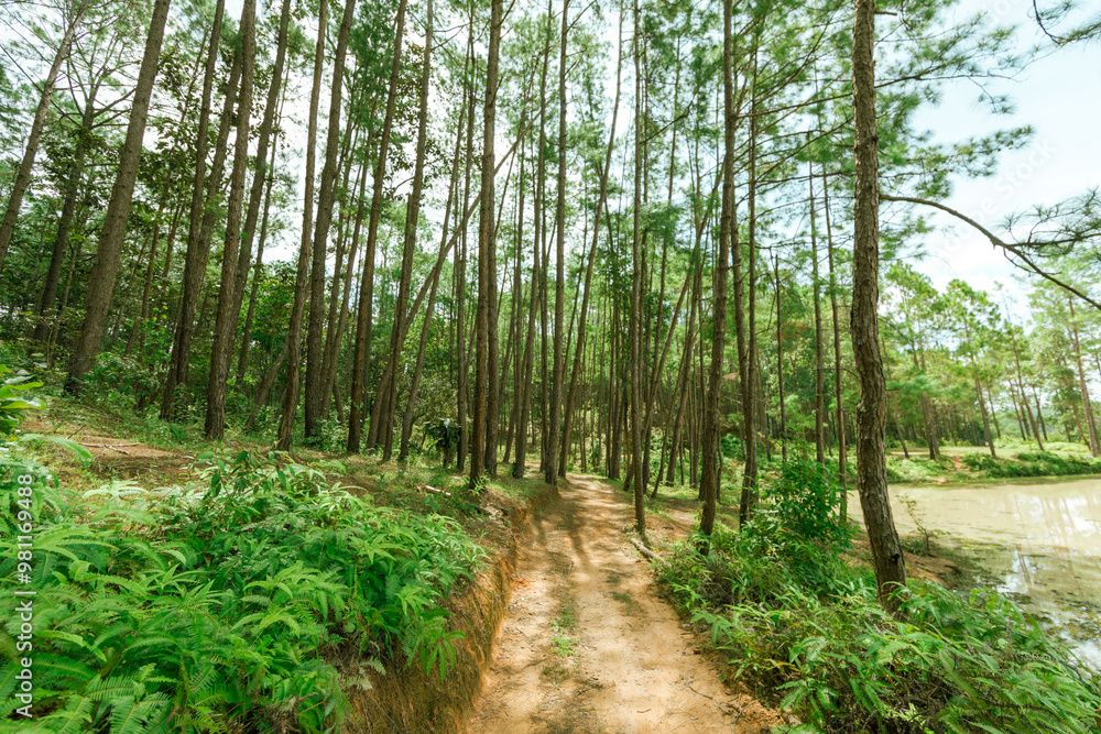 Fototapeta premium Pine forest