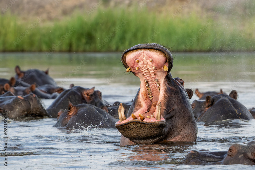 Fototapeta premium Hippopotamus in the Chobe River on the border between Botswana and Namibia. An aggressive hippo shows dominant behaviour. 