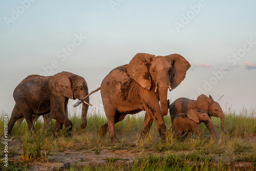 Canvas Print Elephant herd at sunset
