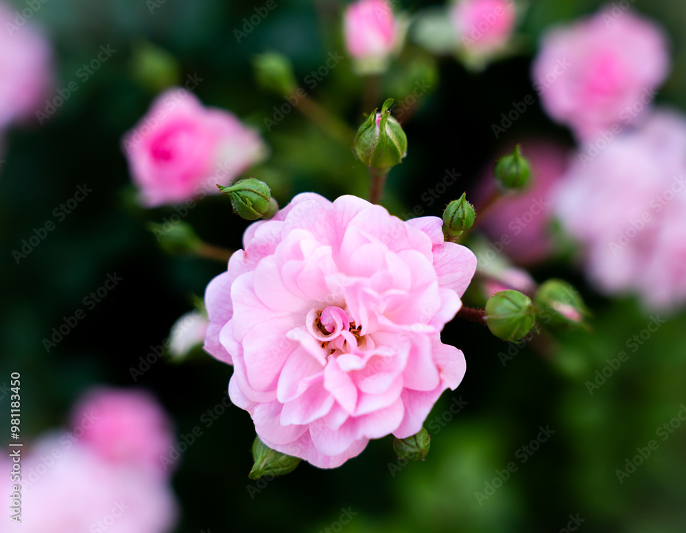 Pink rose with buds in the garden. Natural wallpaper. Top-view. Close-up. Pink rose with buds in the garden. Natural wallpaper. Top-view. Close-up.