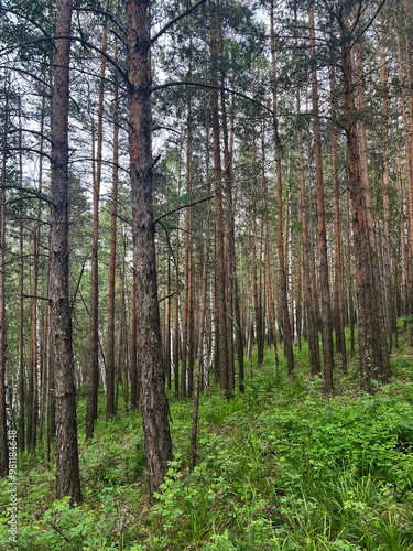 trees in the forest