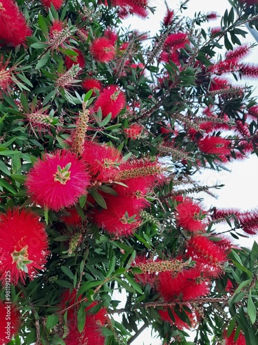 red flowers