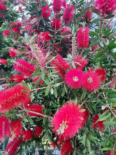 flowers in the garden