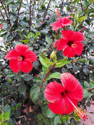 red flowers