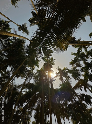 Obraz na płótnie Tall palm trees densely packed against bright blue sky, bottom view, serene tropical atmosphere w salonie