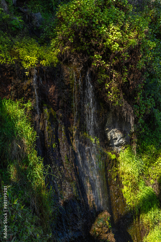 Playa de Castro, tall palm trees, banana trees, black volcanic sand, landscape of the coast of Tenerife, Playa de Castro, tall palm trees, banana trees, black volcanic sand, landscape of the coast of Tenerife,