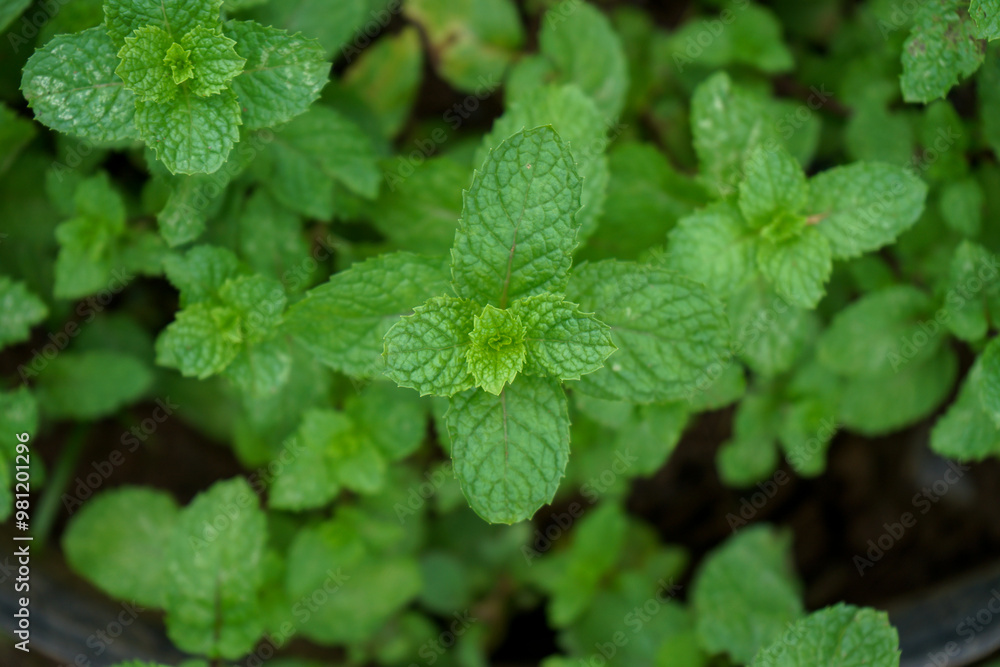 Fresh Mint Leaves in Garden Fresh Mint Leaves in Garden
