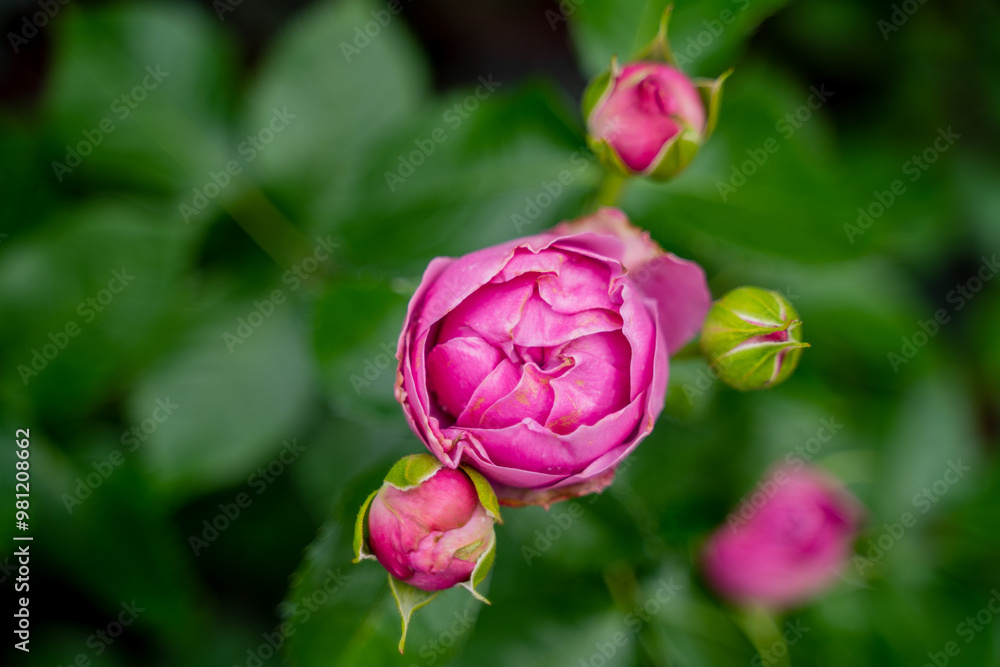 Fototapeta premium beautiful flower peony pink raspberry rose with closed buds and green leaves