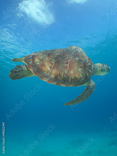 a sea turtle on a reef in the caribbean sea