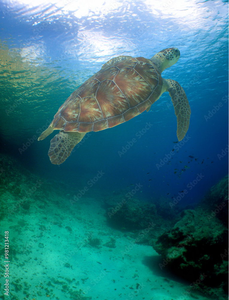 a green turtle on a reef in the caribbean a green turtle on a reef in the caribbean