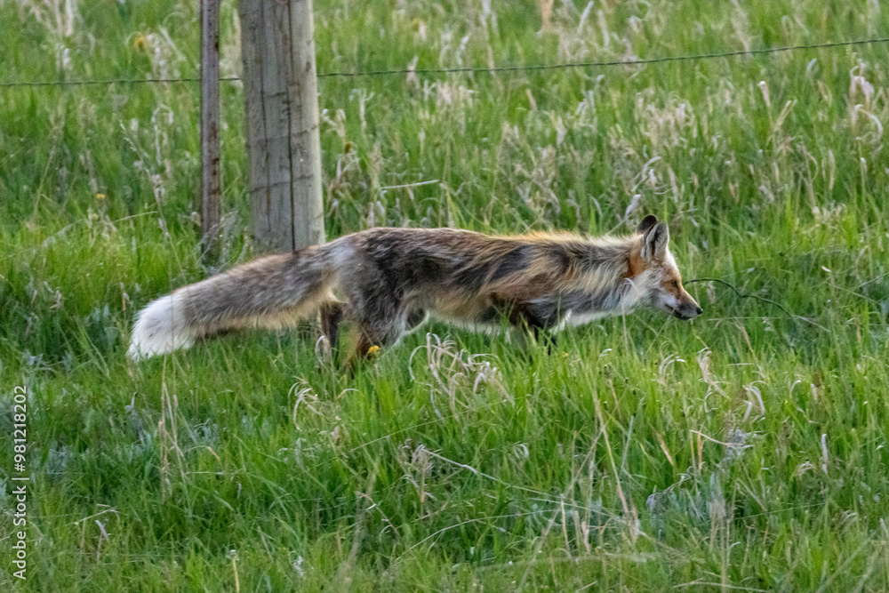 Fototapeta premium Red Fox in the Wild