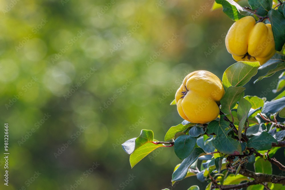 custom made wallpaper toronto digitalA branch of a tree with ripe yellow quince fruits against a beautiful autumn nature background.