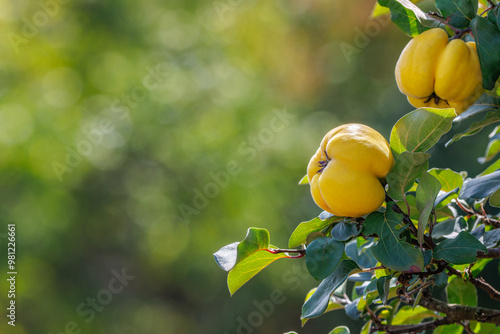 Wallpaper Mural A branch of a tree with ripe yellow quince fruits against a beautiful autumn nature background. Torontodigital.ca