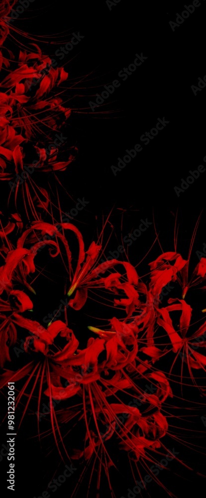 Red Spider Lilly Red Spider Lilly