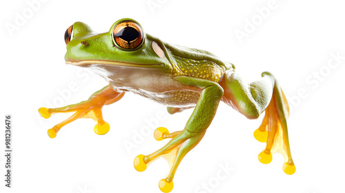 Green Frog Leaping in Mid-Air With Wide Open Eyes,on white background,png