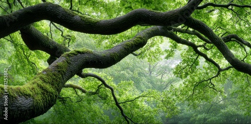 A forest landscape framed by gnarled tree branches and moss-covered limbs, with soft green leaves filling the scene, evoking the beauty of nature's balance. photo