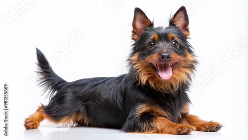 Adorable black Australian terrier dog showcases various poses, from sitting and standing to running and jumping, capturing its energetic and playful personality. photo