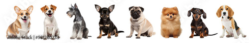 Sitting dog png cut out element set