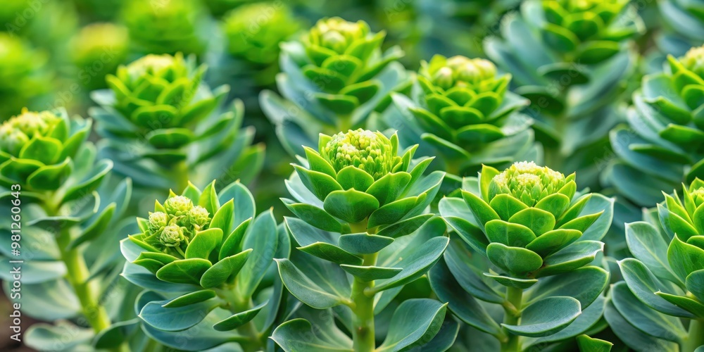 Close-up of velvety green leaves and buds of Rhodiola rosea, velvety, green, leaves, buds, Rhodiola rosea, plant, nature Close-up of velvety green leaves and buds of Rhodiola rosea, velvety, green, leaves, buds, Rhodiola rosea, plant, nature