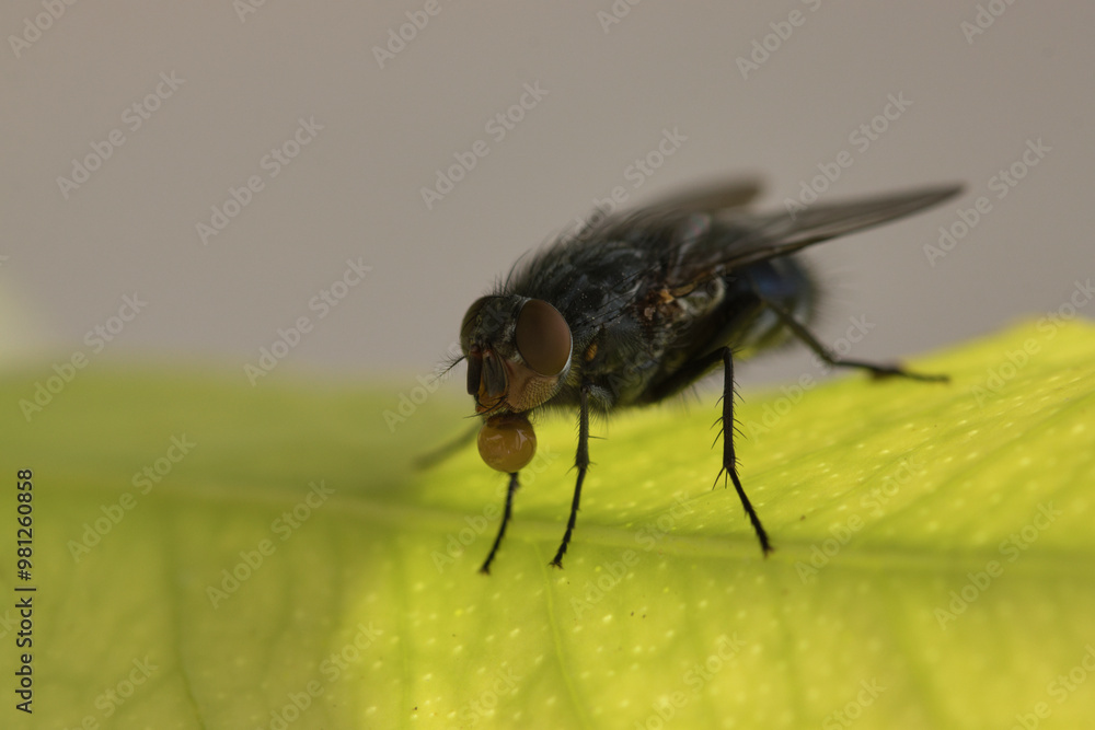 Close-up macro of a large fly Calliphora vomitoria (Calliphoridae) perched on a green leaf Close-up macro of a large fly Calliphora vomitoria (Calliphoridae) perched on a green leaf