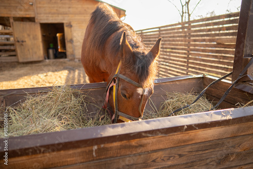 Canvas Print brown horse with a bridle eats hay from a wooden trough outside a barn on a farm