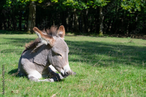 Donkey on a green meadow, forest with trees, foal animal on a farm, ass, domesticated equine photo