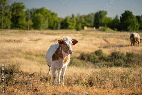 cow stands in a field of grass. The cow is looking at the camera, and there is a line of trees in the background