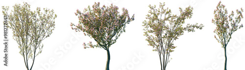 Fotografie Set of 2 Cerasus yedoensis and 2 Malus halliana blossoming trees isolated png on
