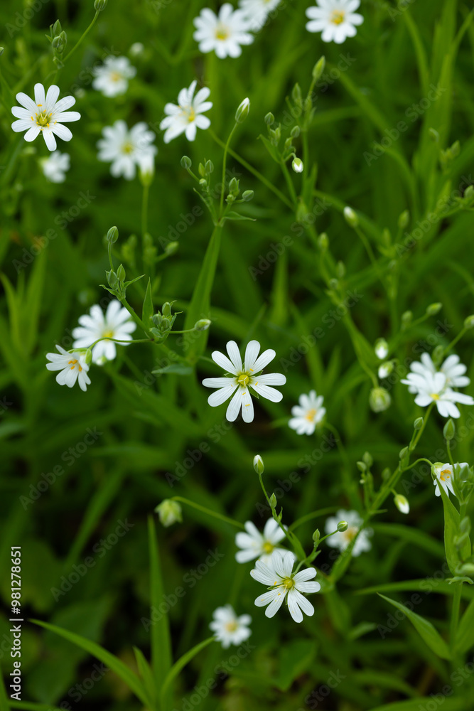 White flowers stellaria spring nature landscape White flowers stellaria spring nature landscape
