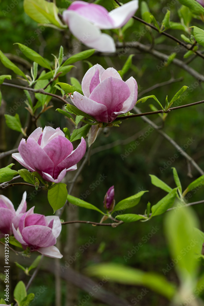 Close up of big pink tulip magnolia flowers nature