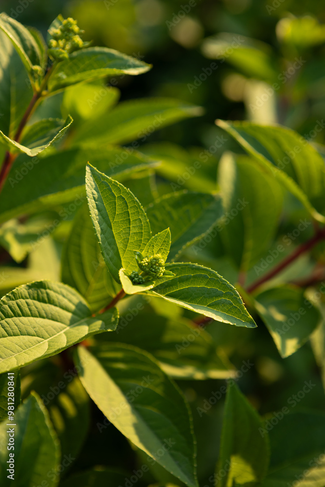 Close up of hortensia flowers bud spring concept green nature Close up of hortensia flowers bud spring concept green nature