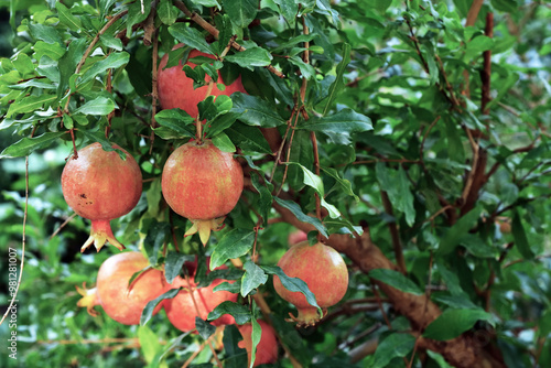 Foto Pomegranate fruits riping on the tree. Uzbekistan