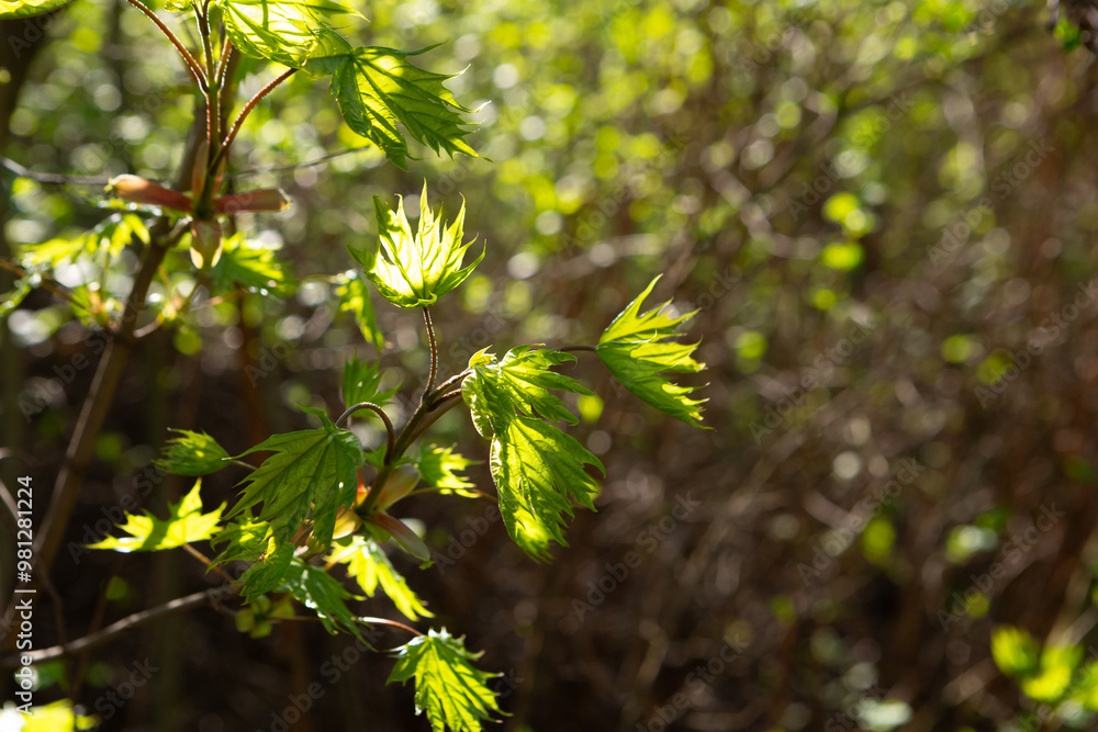 Green spring background with maple leaves on branches nature Green spring background with maple leaves on branches nature