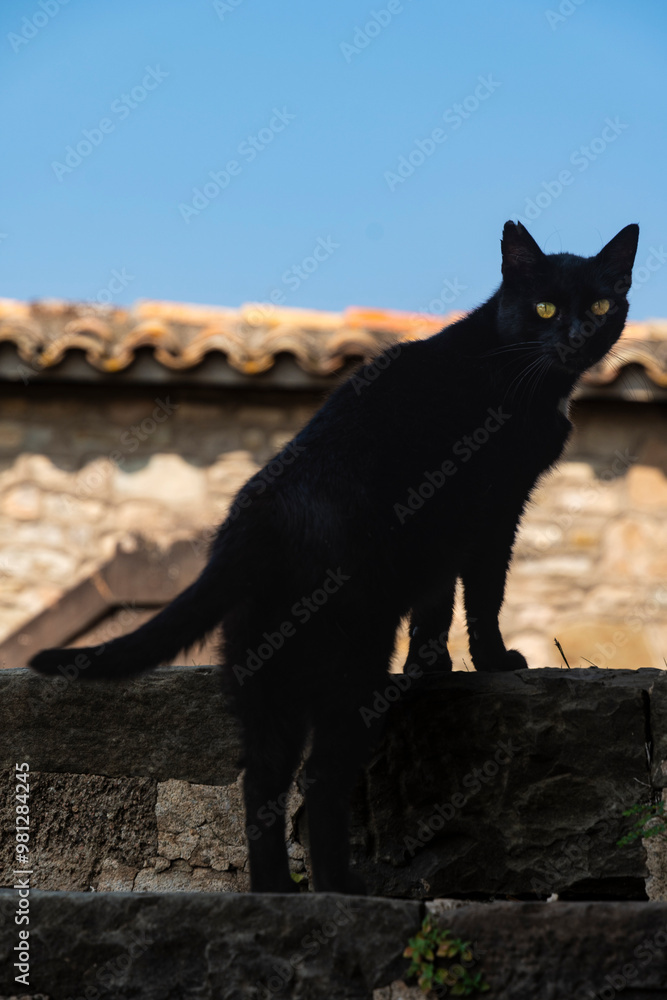 Gato negro callejero subiendo por las escaleras Gato negro callejero subiendo por las escaleras