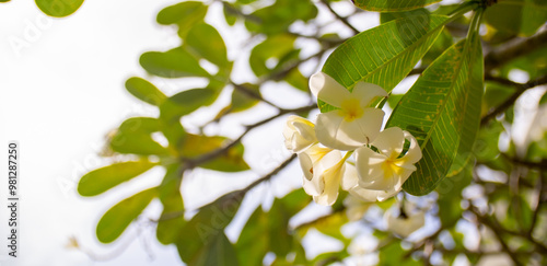 Wallpaper Mural Plumeria flower on a tree. White tropical frangipani flower. Tropical landscape of beautiful plants and flowers. Torontodigital.ca