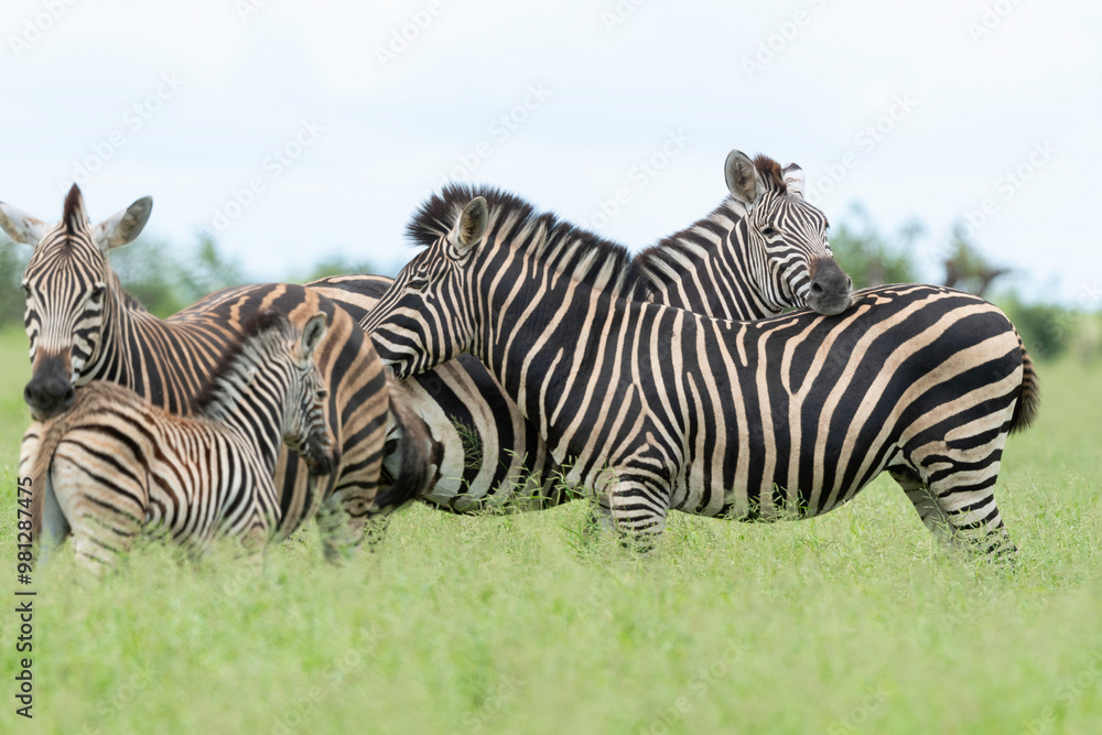 Fototapeta premium Zèbre de Burchell,.Equus quagga burchelli, Parc national Kruger, Afrique du Sud
