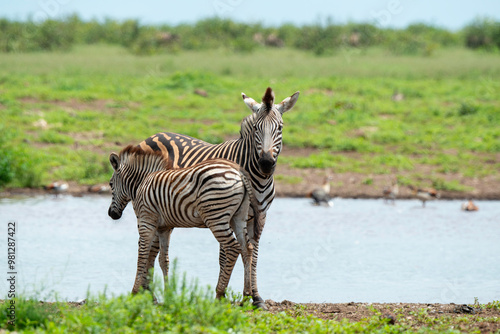 Zèbre de Burchell,.Equus quagga burchelli, Parc national Kruger, Afrique du Sud